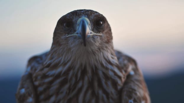 Close-up of an imperial eagle staring intensely with Crimean peninsula blurred in the background during a golden hour