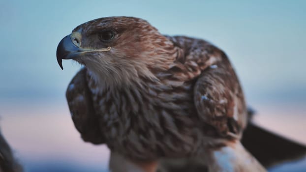 Close-up of an eagle in Crimea, showcasing its intense gaze and detailed plumage against a blurred background