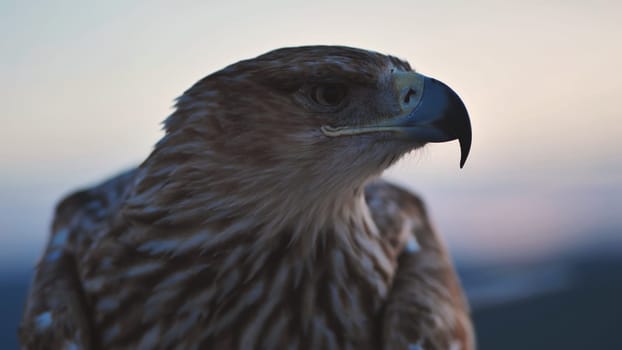 Close-up of an eagle in Crimea, its feathers ruffled in the soft light of the setting sun