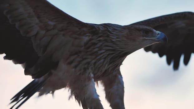 Majestic eastern imperial eagle flying during sunset in Crimea peninsula