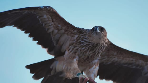 Falconer holding an imperial eagle spreading its wings in Crimea peninsula