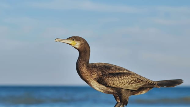 Great cormorant standing on Crimean seashore enjoying sea breeze