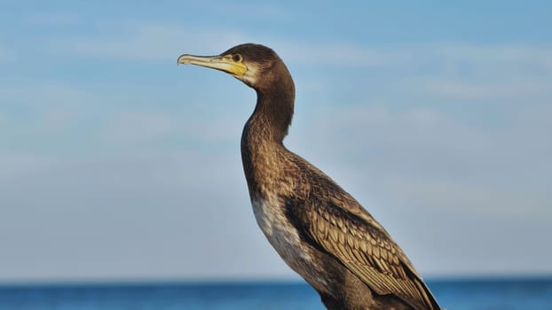 Cormorant perching on rocky surface, overlooking dark sea against azure skyline in crimean coastal landscape