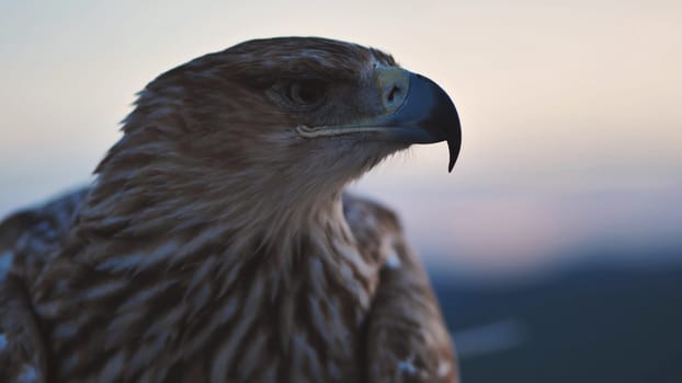 Close-up of an imperial eagle facing right with blurred hills in the background in Crimea