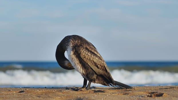 Great cormorant cleaning and arranging its plumage on a Crimean beach with the sea in the background