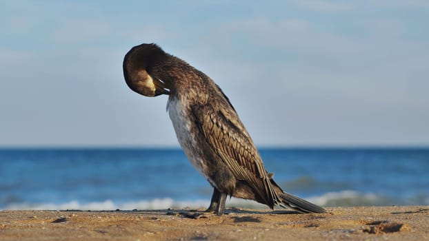 Great cormorant cleaning its feathers on a sandy beach in Crimea with blue sea in the background