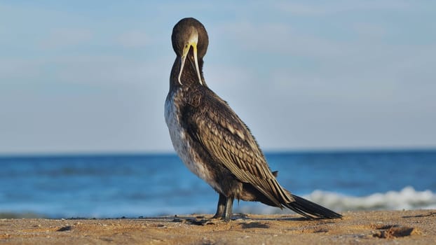 Great cormorant preening its feathers on a sandy beach with blue sea in the background in Crimea