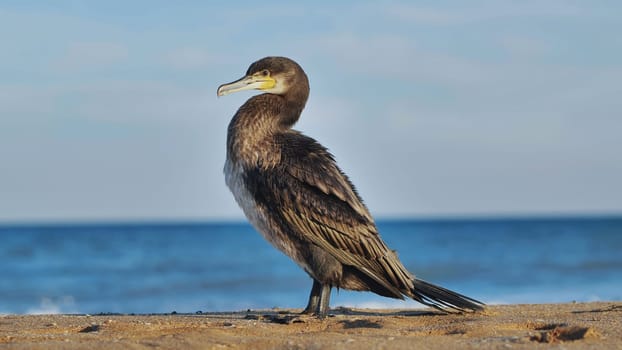 Great cormorant standing on the beach of Koktebel, in Crimea, overlooking the Black Sea