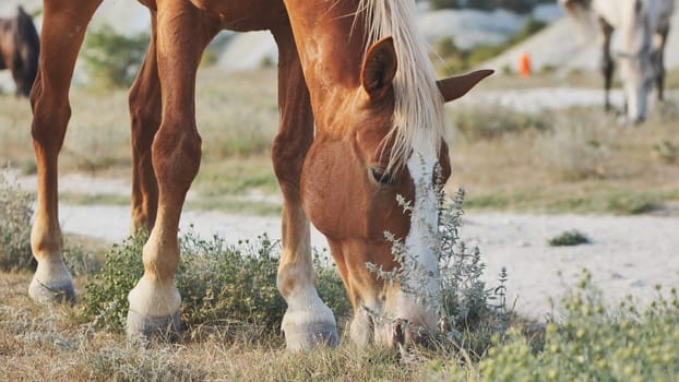Horse eating grass in the dry landscape of Crimea, near the town of Belogorsk