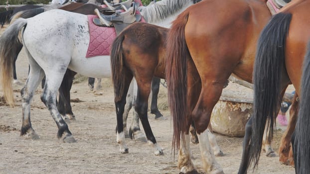 Group of horses with saddles standing near a trough in Crimea
