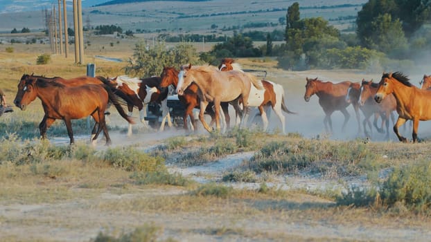 Herd of horses running fast on dusty steppe near Belogorsk, Crimea, Russia