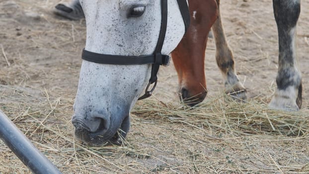 Two horses, one white and one brown, enjoying a meal of hay in a stable, with a groom's feet visible in the background