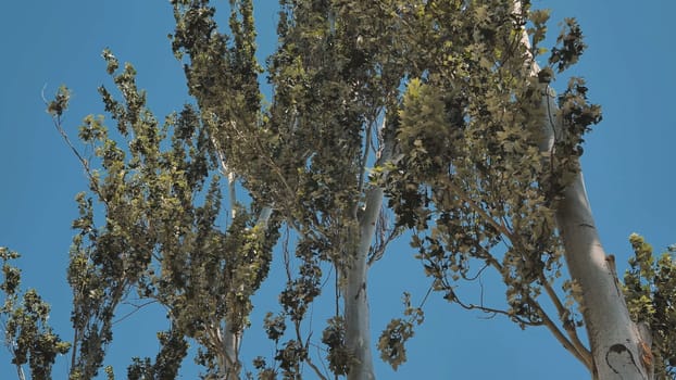 Poplar trees with bright green leaves swaying in the wind against a clear blue sky in Crimea, Russia