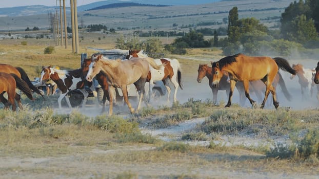 Horses running free in the Crimean prairie near Belogorsk, raising a cloud of dust