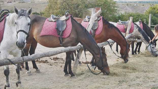 Group of horses wearing saddles and bridles, happily munching on hay in a horse riding school setting, enjoying the summer day