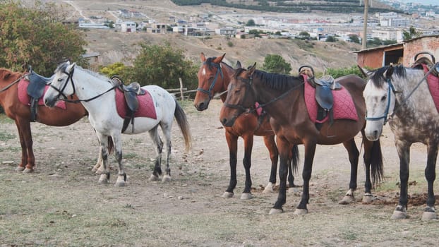 Group of saddled horses standing in Crimea, near the town of Belogorsk, waiting for riders