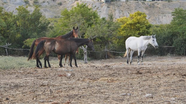 Group of horses grazing in a dry paddock, enjoying the sunny weather and seeking nourishment in the available vegetation