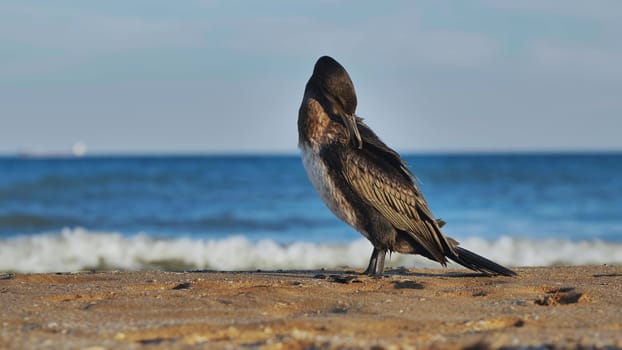 Great cormorant preening feathers on Crimean beach with blue sea and waves in background
