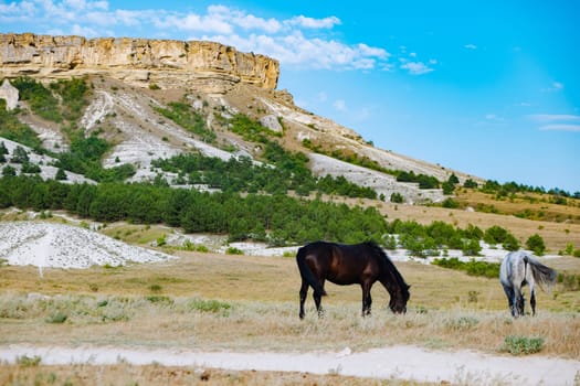 Wild horses grazing in a dry field with sparse vegetation at the foot of White Rock mountain in Koktebel, Crimea