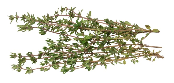 Fresh sprig of thyme on isolated background, close up