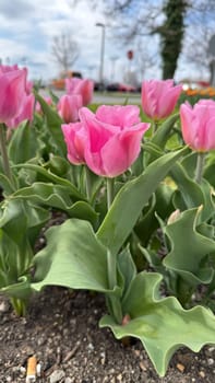 Vibrant Pink Tulips Blooming in a Lush Green Garden Setting. A captivating close-up of bright pink tulip flowers with vibrant green foliage in a natural outdoor environment, showcasing springtime beauty and fresh garden scenery under a partially cloudy sky.