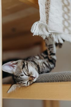 Portrait of one beautiful tricolor kitten who sleeps cutely lying on a chair under the table, catching her paw nail on the tablecloth in the kitchen on a summer day, bottom side view close-up. Concept of a pet's lifestyle.