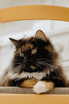 One beautiful tricolor long-haired cat with green eyes sits on a chair and thoughtfully looks to the side, side view close-up. Concept modern lifestyle pets, time for rest and relaxation.