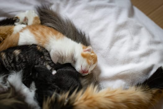Sweet and cute sleeping newborn kittens with mother cat lying on a white bed, top view, close-up. Pet lifestyle concept.