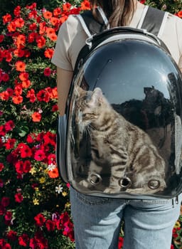 A young girl with a transparent backpack on her back, in which a small tiger kitten sits and looks to the side, standing half-turned next to a large pot of flowers in the city on a sunny summer day, close-up side view. The concept of a trip to the veterinary clinic, pet lifestyle, walking the city with a pet.