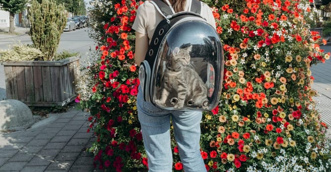 A young girl with a transparent backpack on her back, in which a small kitten sits, standing half-turned next to a large pot of red petunias in the city on a sunny summer day, close-up side view. The concept of a trip to the veterinary clinic, pet lifestyle, walking the city with a pet.