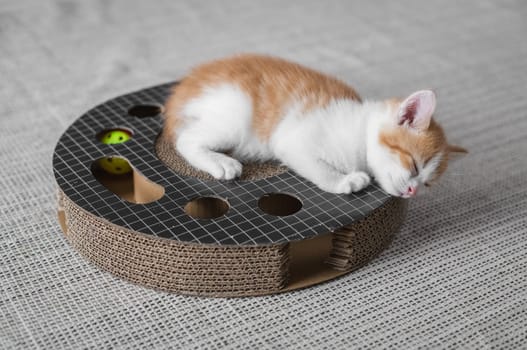 Portrait of one cute beautiful fluffy red kitten with white spots, which lies on a cardboard round toy with holes, a ball and sleeps sweetly after playing in the living room on the carpet on a summer day, close-up side view.