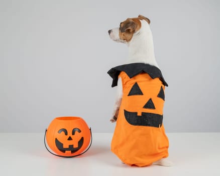 Jack Russell Terrier dog dressed as pumpkin next to candy basket on Halloween