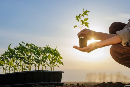 Hands holding a young tomato seedling in sunlight, preparing for eco-friendly planting in fertile garden soil.