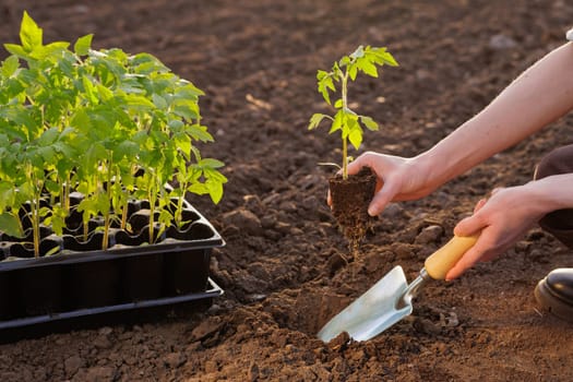 Gardener planting tomato seedling in soil with a metal trowel at sunset, eco farming and vegetable growing.