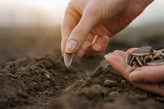 Close-up of hands planting sunflower seeds in fertile soil at sunset, symbolizing farming, hope, and growth.