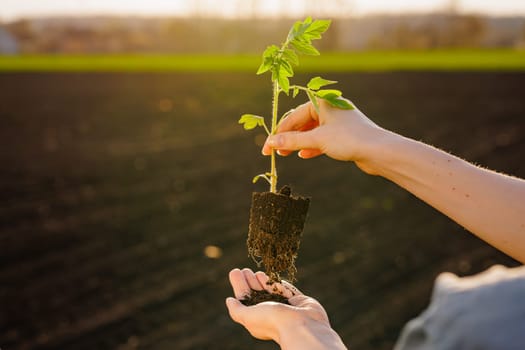 Close-up of hands holding tomato seedling with soil roots over farmland, symbolizing planting and sustainability.