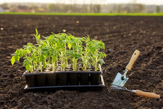 Tray of young tomato seedlings with garden tools on soil, ready for planting in spring vegetable garden.