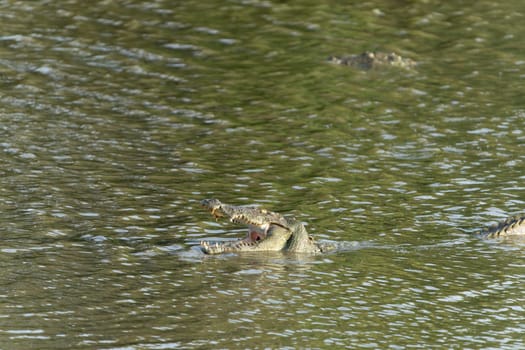 Crocodile or Crocodylus palustri submerged in pool with mouth open and teeth showing in Yala National Park Sri Lanka.