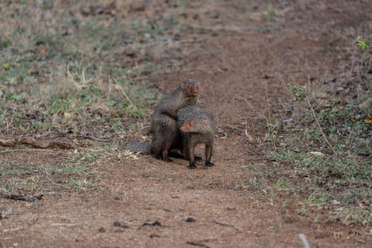 Mating Mongoose or Herpestes smithii in Yala National Park Sri Lanka.
