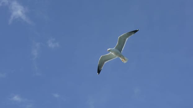 A seagull soars through a clear blue sky, wings outstretched in graceful flight. A few wispy clouds are visible.