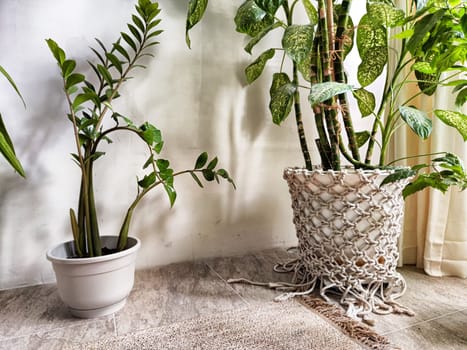 Lush indoor plants in white and woven pots enhance the warm ambiance of a stylish home, illuminating a serene corner.