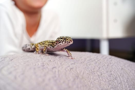 A leopard gecko is seen walking across a soft textured surface while a person is sitting in the background, creating a comforting indoor atmosphere, showcasing companionship with a pet.