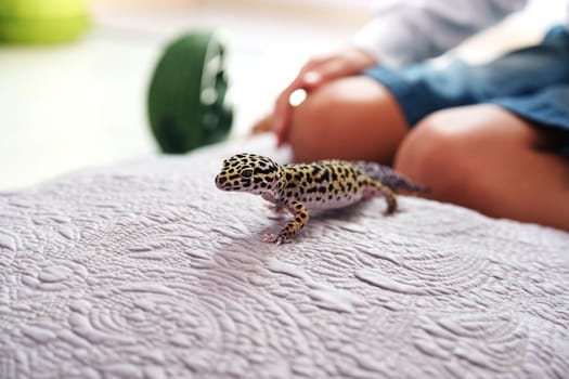 A leopard gecko is moving across a textured blanket as a child sits nearby, creating a warm, interactive environment in a comfortable indoor space.