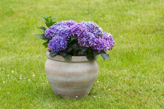 hortensia flowers in a clay pot