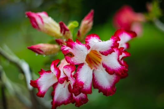 Desert Rose (Adenium obesum) In The Backyard, Background for advertising and wallpaper in natural environment and nature scene