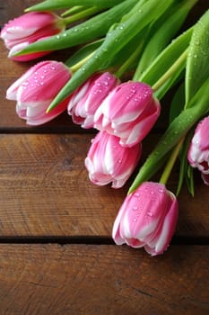 A cluster of pink tulips with white tips is displayed on a rustic wooden surface. The petals glisten with fresh droplets of water, adding to their natural charm and vibrant appearance.