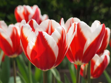 Bright red and white tulips stand tall in a lush garden, basking in sunlight. Their vibrant colors contrast beautifully with the green leaves, creating a picturesque spring atmosphere.
