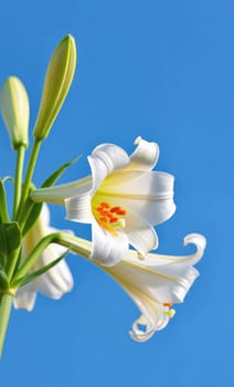 Vibrant white lilies with yellow accents are blooming against a bright blue sky. Buds are visible, showcasing the beauty of springtime and the emergence of new life.