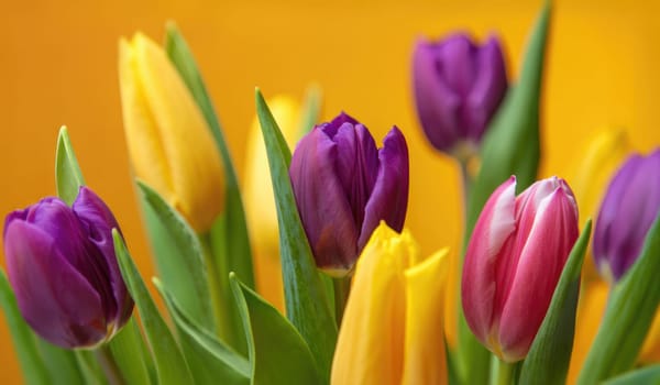 A vibrant collection of tulips displays various colors, including purple, yellow, and pink, arranged beautifully. The bright background enhances the cheerful ambiance, perfect for spring.