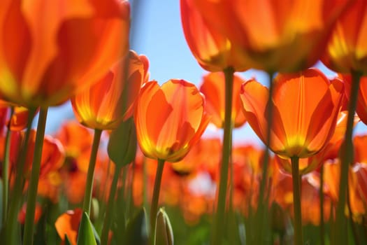 Bright orange tulips fill the garden, basking in sunlight under a clear blue sky. Fresh greenery rises alongside the flowers, creating a lively and colorful atmosphere in early spring.